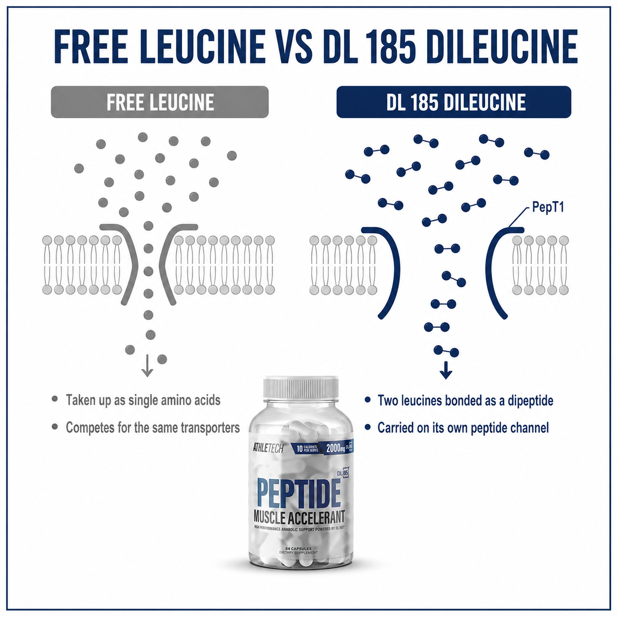 Free leucine vs DL185 dileucine - the PepT1 peptide channel